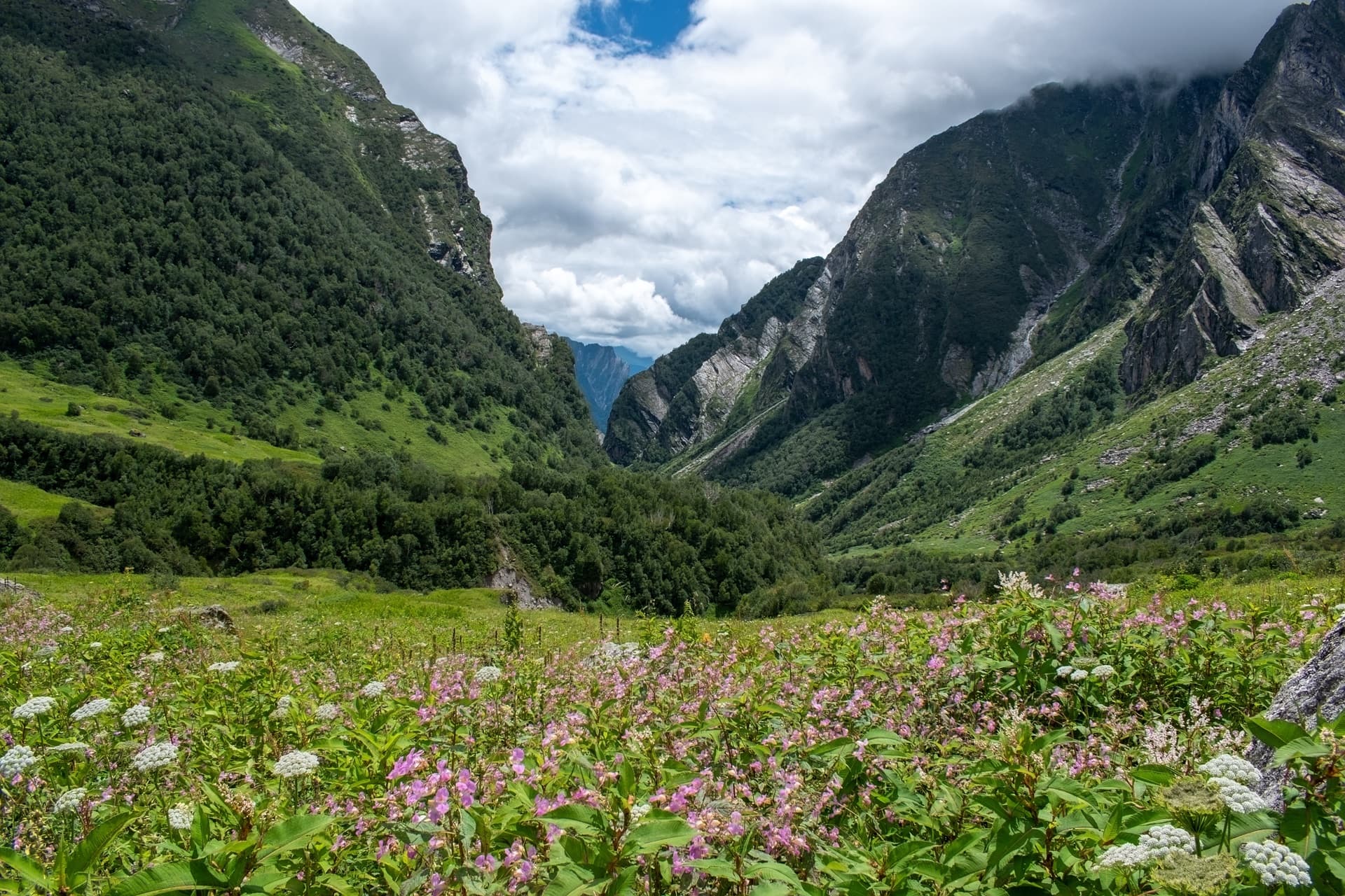 The Valley of Flowers left me speechless